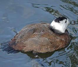 White-headed Duck