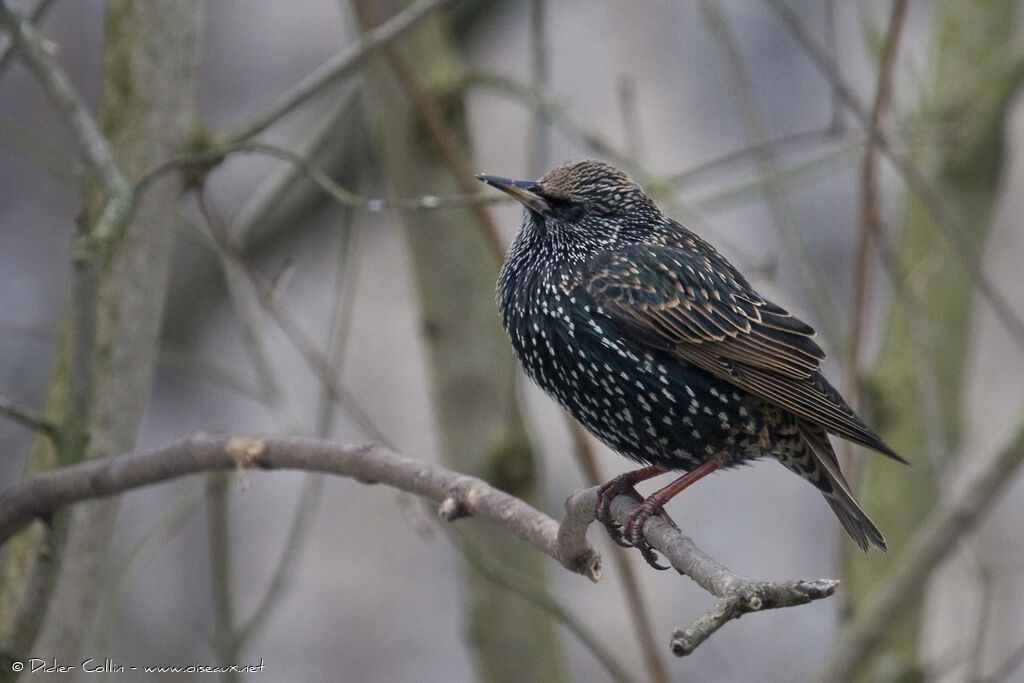 Common Starling, identification
