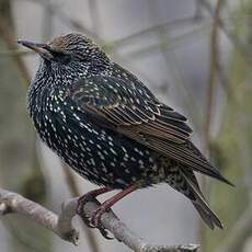 Common Starling