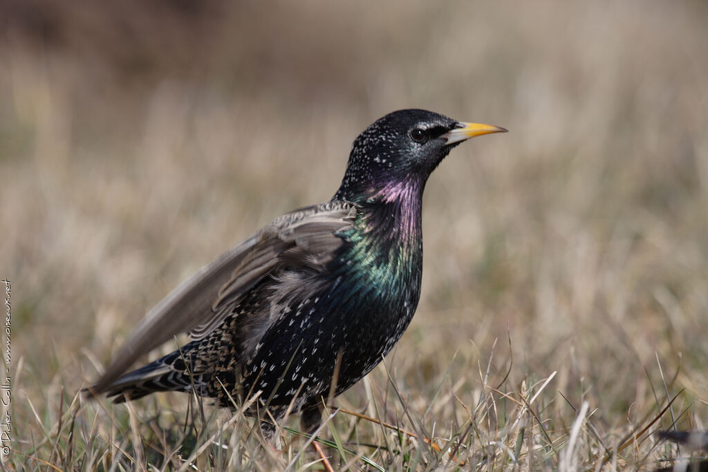 Common Starling