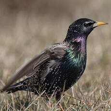 Common Starling