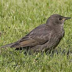 Common Starling