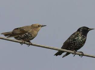 Common Starling