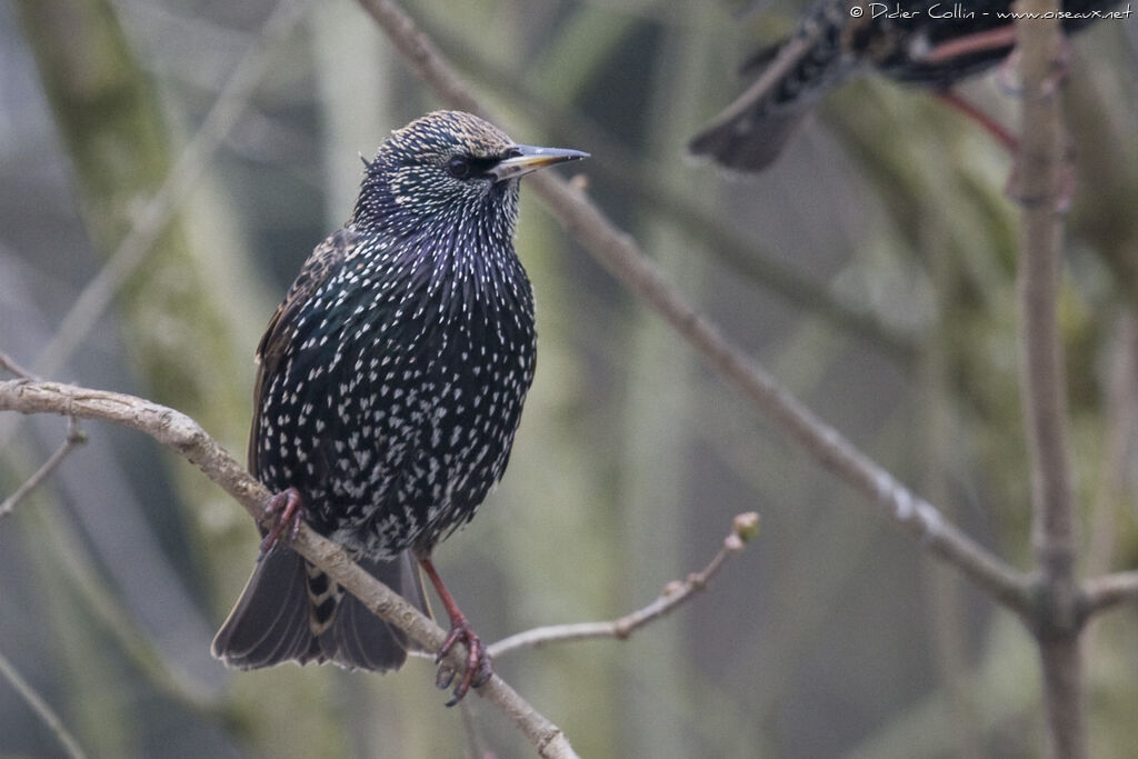Common Starling, identification