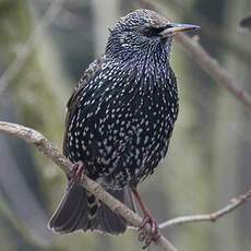 Common Starling