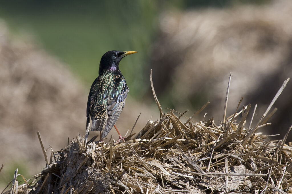 Common Starlingadult, identification