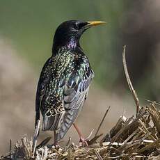 Common Starling