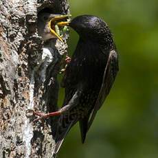 Common Starling