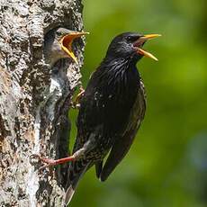 Common Starling