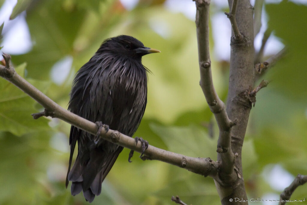 Spotless Starlingadult post breeding, identification