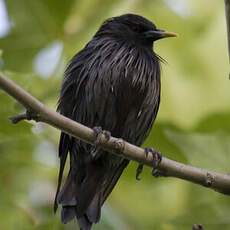 Spotless Starling