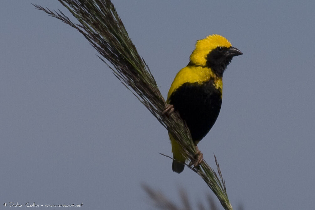 Yellow-crowned Bishop male adult breeding, identification