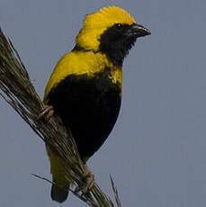 Yellow-crowned Bishop