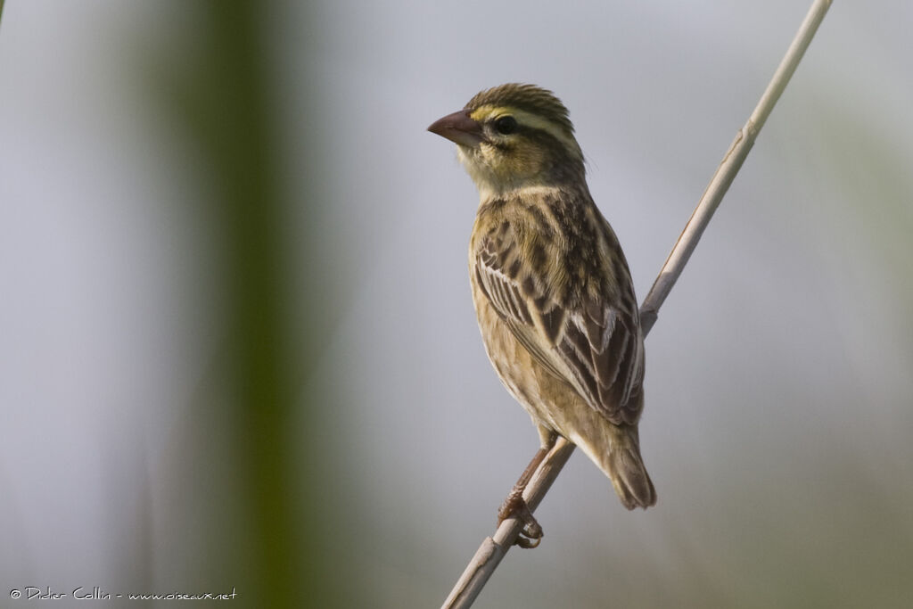 Euplecte vorabé femelle adulte nuptial, identification