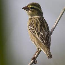 Yellow-crowned Bishop