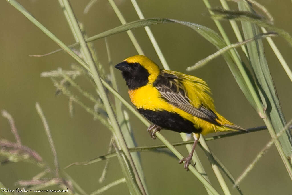 Yellow-crowned Bishop male adult breeding, identification