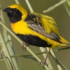 Yellow-crowned Bishop