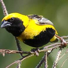 Yellow-crowned Bishop