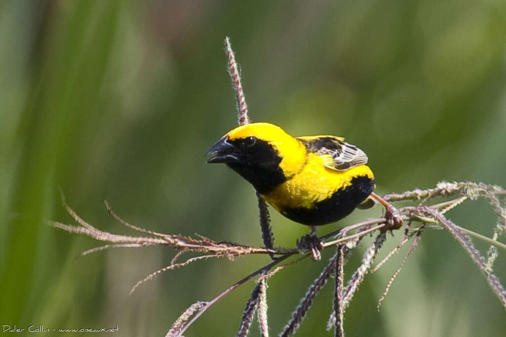 Yellow-crowned Bishop male adult, close-up portrait, eats