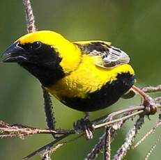 Yellow-crowned Bishop