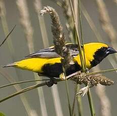 Yellow-crowned Bishop