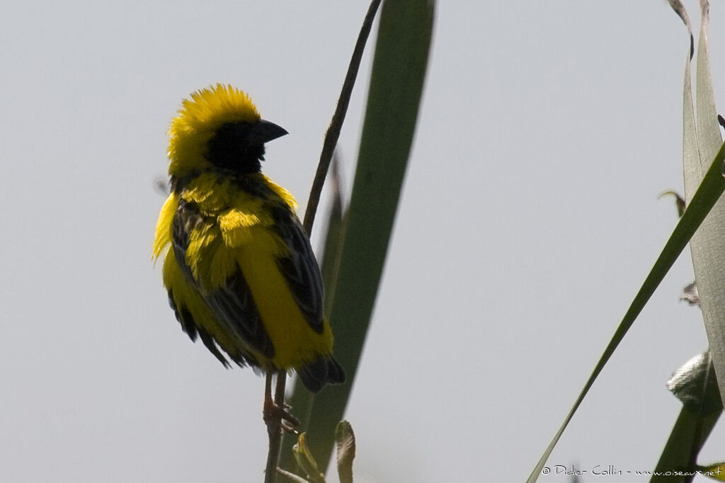 Yellow-crowned Bishop, identification