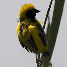 Yellow-crowned Bishop