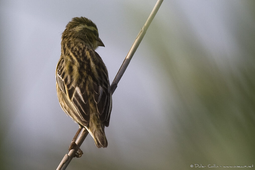 Yellow-crowned Bishop