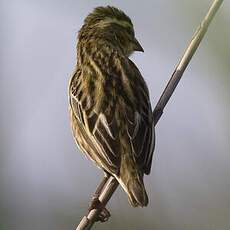 Yellow-crowned Bishop