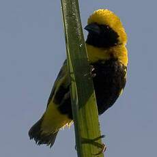 Yellow-crowned Bishop