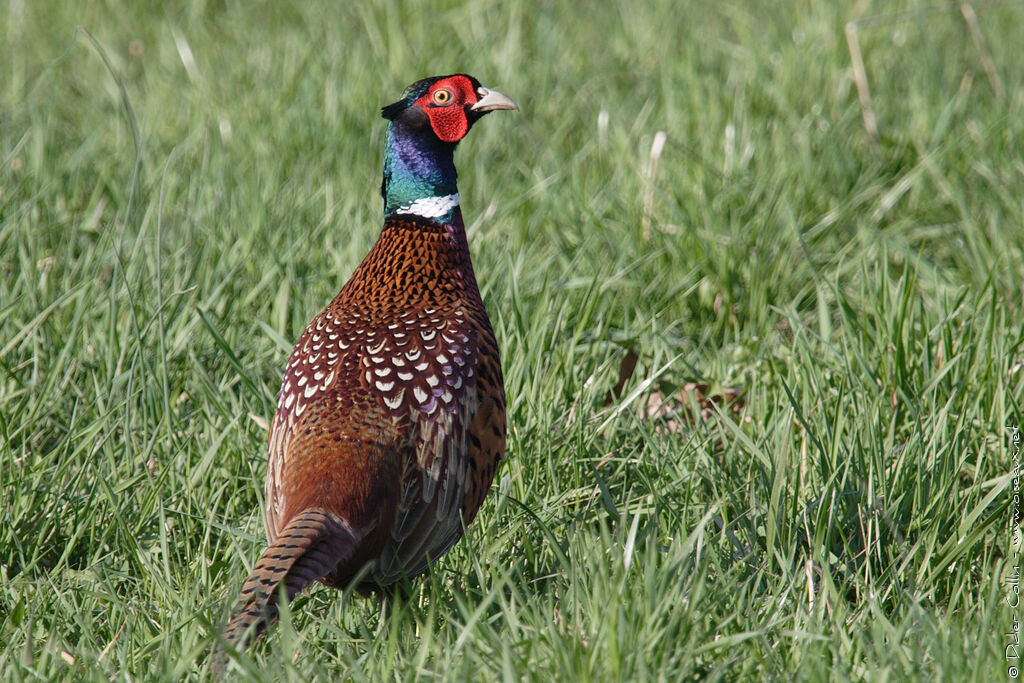 Common Pheasant male adult