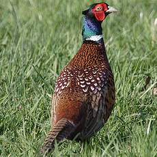 Common Pheasant