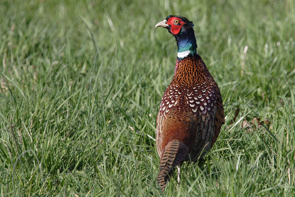 Faisan de Colchide mâle adulte, identification