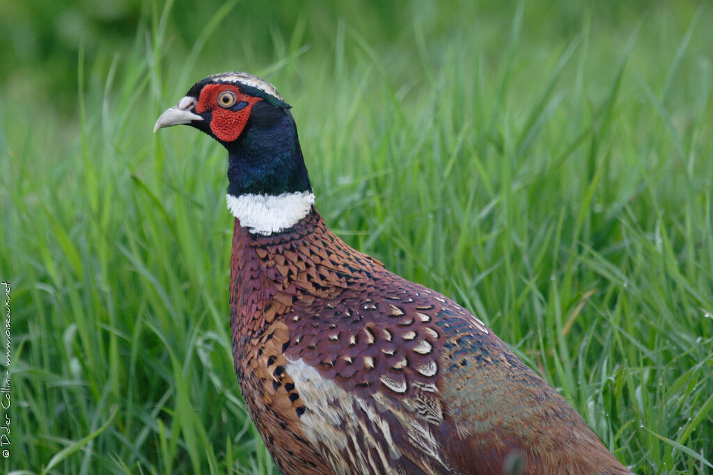 Common Pheasant male adult