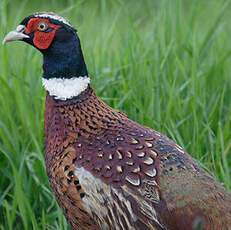 Common Pheasant