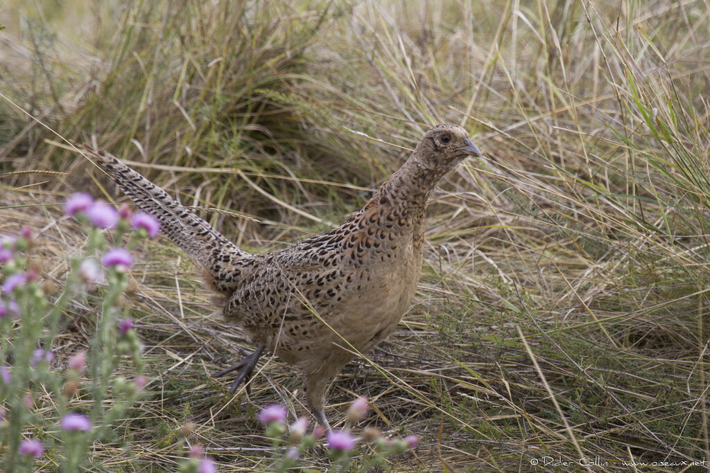 Common Pheasant female adult