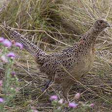 Common Pheasant