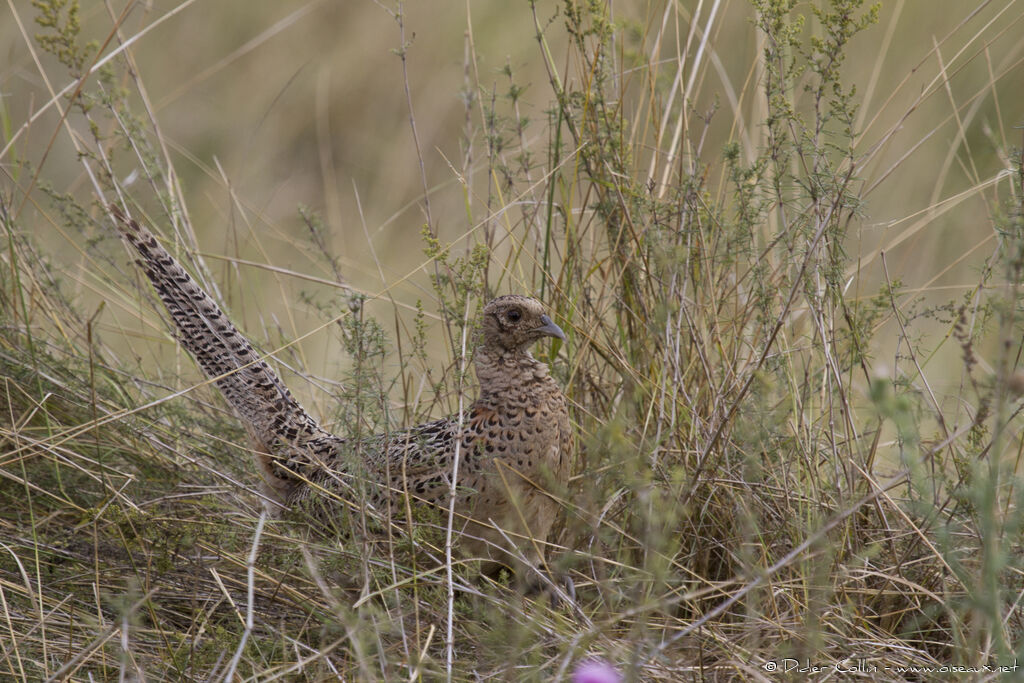 Common Pheasant female adult