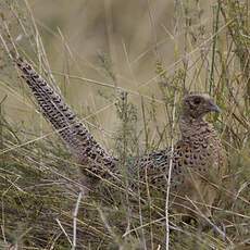 Common Pheasant