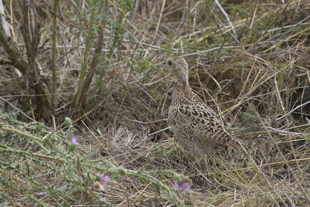 Common Pheasantjuvenile