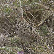 Common Pheasant