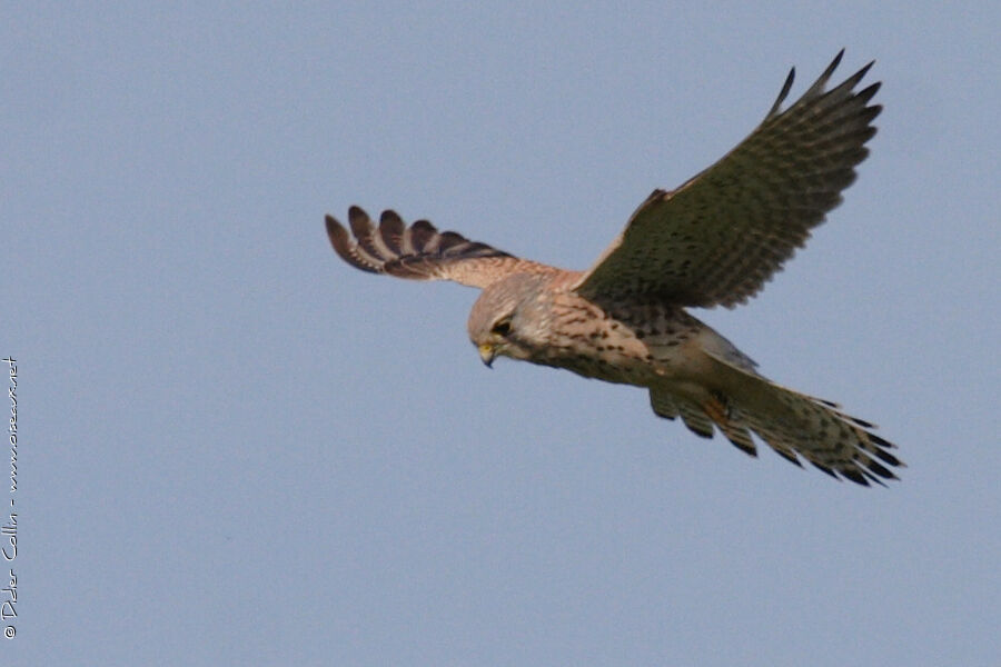 Faucon crécerelle