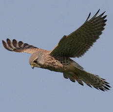 Common Kestrel