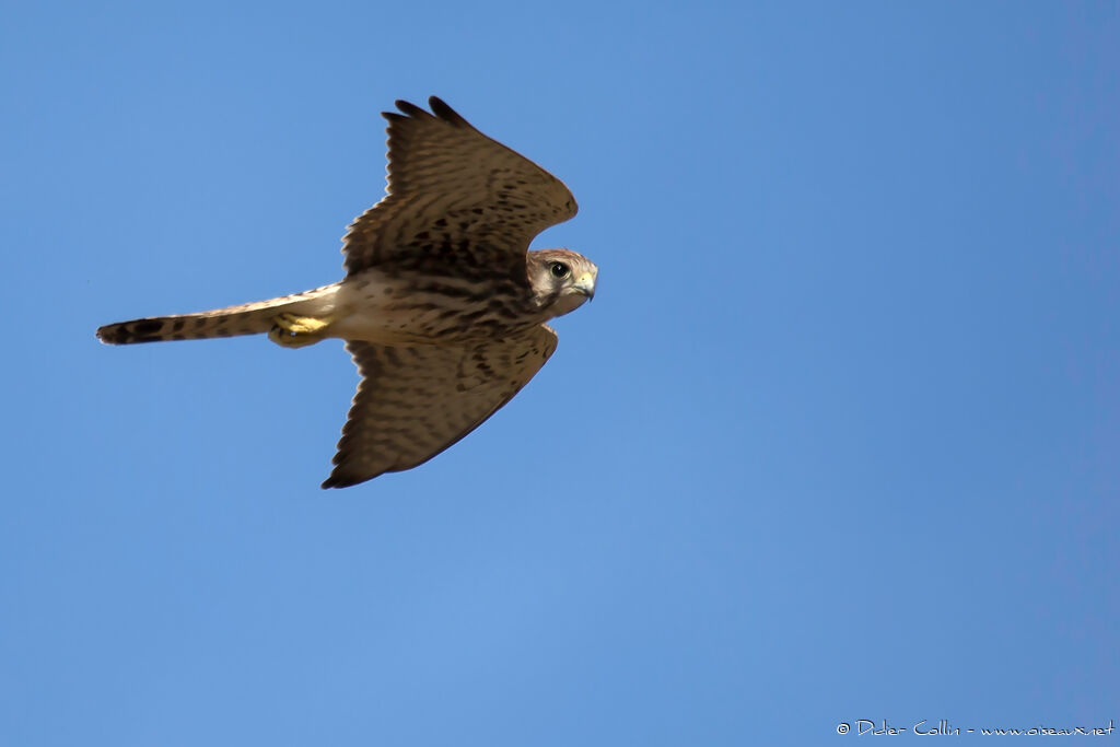 Common Kestrel, Flight