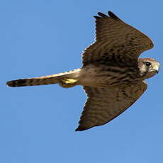 Common Kestrel