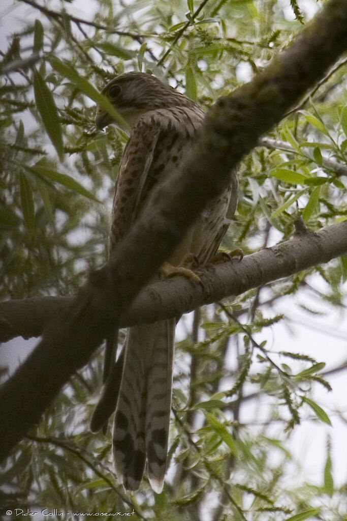 Common Kestrel