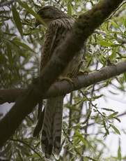 Common Kestrel