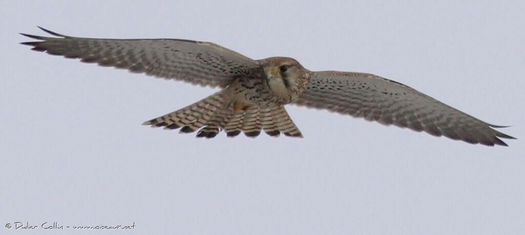 Common Kestrel