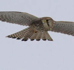 Common Kestrel