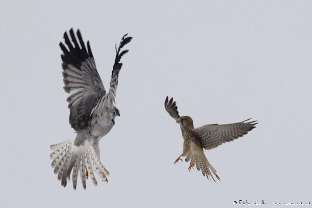 Common Kestrel